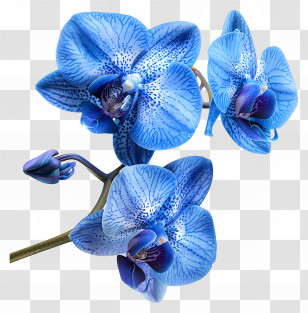 Orchid Flower - Exquisite Blue Orchid Flowers In Bloom Transparent PNG