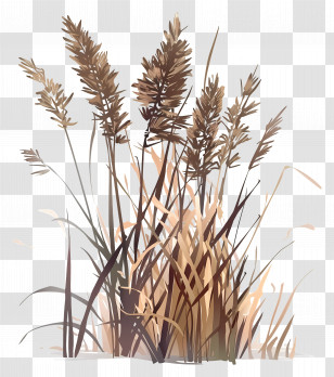 Reed - Illustration Of Dried Grass And Plants Transparent PNG
