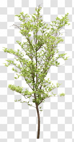 Tree Psd Adobe PNG Images, Transparent Tree Psd Adobe Images