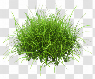 Grass Plant - Green Grass Cluster For Nature Concept Transparent PNG