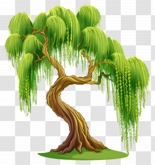 Weeping Willow - Graceful Willow Tree With Twisted Trunk Transparent PNG