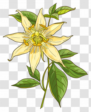 Blooming Flower - Beautiful Yellow Flower Illustration With Leaves Transparent PNG