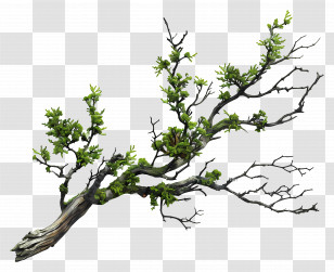 Branch - Green Tree Branch Transparent PNG