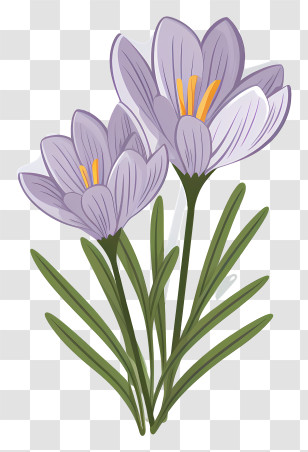 Purple Crocus - Beautiful Purple Spring Flowers Transparent PNG