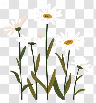 Flowers Daisy - Beautiful Daisy Flowers With Green Leaves Illustration Transparent PNG