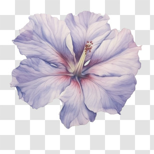 Flower Emoji - Beautiful Watercolor Hibiscus Flower Transparent PNG