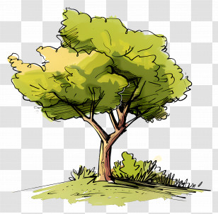 Park Tree - Cartoon Tree With Lush Foliage Transparent PNG