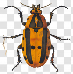Beetle - Yellow And Black Striped Beetle Drawing Transparent PNG