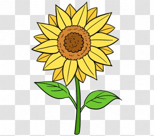 Drawing Common Sunflower Painting Art Sketch - Museum - Leaf Transparent PNG