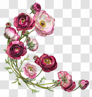 Ranunculus Art - Beautiful Pink Floral Arrangement Transparent PNG