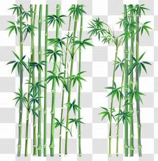 Bamboo Forest - Tall Bamboo Stalks Illustration Transparent PNG