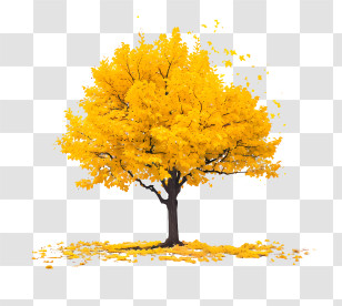 Yellow Maple Tree - Bright Yellow Tree In Autumn Transparent PNG