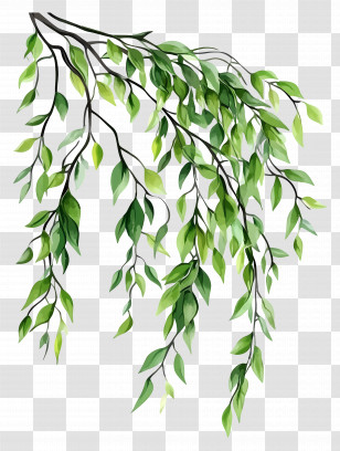 Leaf Painting - Hanging Green Leaves Illustration Transparent PNG