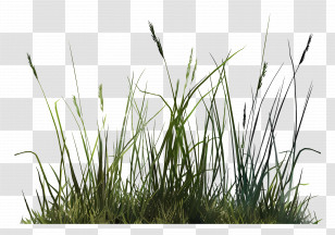 Lawn Grass - Nature Green Grass Illustration Transparent PNG