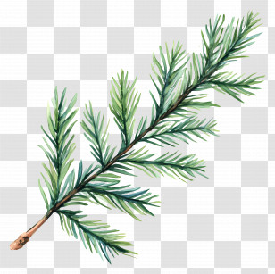 Leaf Painting - Evergreen Pine Tree Branch Transparent PNG