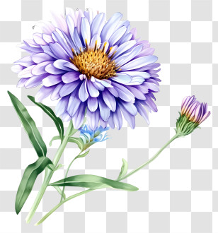Elegant Aster Flower - Purple Flower With Green Leaves Illustration Transparent PNG