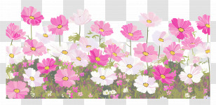Cosmos Flowers Border - Pink And White Flowers In A Garden Transparent PNG