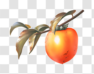 Fruit - Orange Fruit On Branch With Leaves Transparent PNG