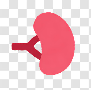 Health - Human Kidney Organ Illustration Transparent PNG