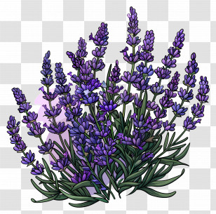Garden Lavender - Purple Lavender Plant Illustration Transparent PNG