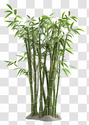 3d Bamboo - Green Bamboo Plant Illustration Transparent PNG