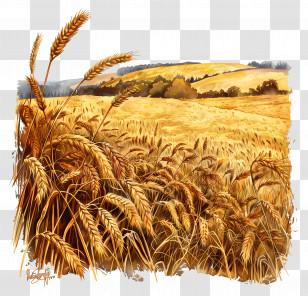 Harvest Field - Golden Wheat Field Landscape Transparent PNG