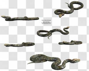 Snake Vipers Burmese Python - Green Tree - Snale Transparent PNG