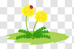 Dandelion - Yellow Flowers With Ladybug Transparent PNG