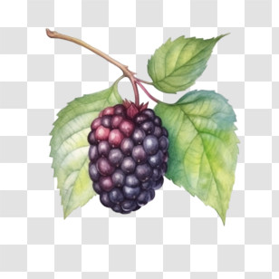 Blackberry - Ripe Blackberry With Leaf On Branch Transparent PNG