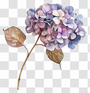 Dried Hydrangeas - Hydrangea Flower Branch Watercolor Illustration Transparent PNG