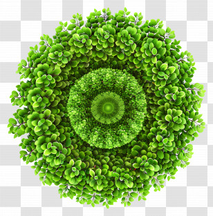 Tree Plan - Green Circular Foliage Design Transparent PNG