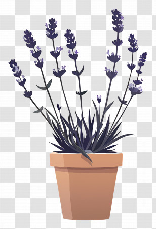 Lavender Plant - Lavender Plant In Terracotta Pot Transparent PNG
