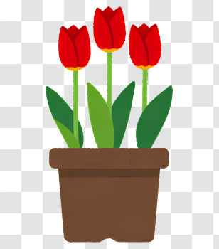 Flower - Red Tulips In A Flower Pot Transparent PNG