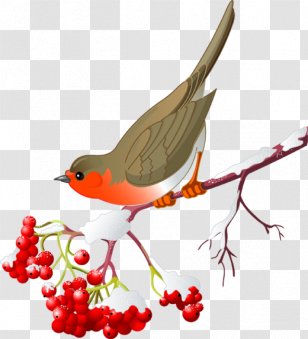 St. Louis Cardinals Clip Art Northern Cardinal Royalty-free Vector Graphics - Old World Flycatcher - Bird Berry Branch Transparent PNG