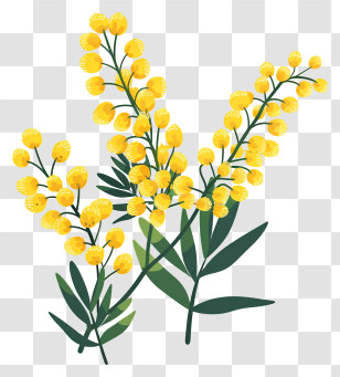 Mimosa Flower - Bright Yellow Mimosa Flowers With Leaves Transparent PNG