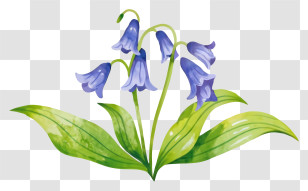 Cartoon - Bluebell Flowers With Leaves Transparent PNG