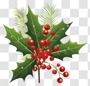 Pine Branch - Festive Holly Leaves And Berries For Christmas Decorations Transparent PNG