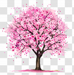 Cherry Blossom Tree - Beautiful Cherry Blossom Tree In Bloom Transparent PNG