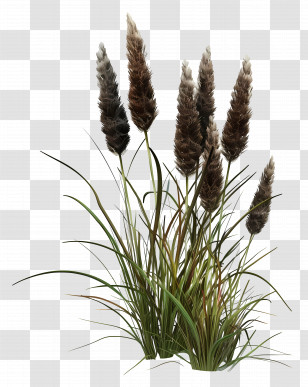 Reed - Tall Grass Blades In Nature Transparent PNG