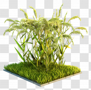 Paddy Crop - Green Grass With Tall Plants For Nature Enthusiasts Transparent PNG