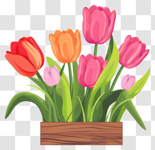 Tulips - Colorful Tulip Flowers In Wooden Box Illustration Transparent PNG