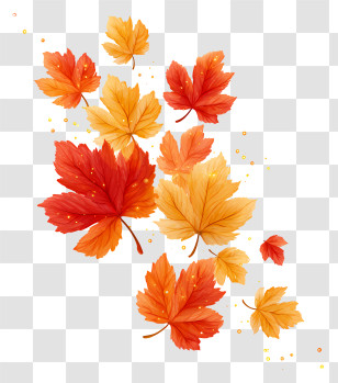 Golden And Red Maple Leaves - Colorful Autumn Maple Leaves Transparent PNG