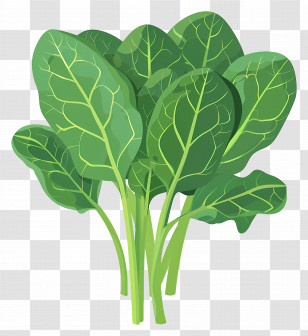 Fresh Spinach Leaves - Fresh Green Spinach Leaves Transparent PNG