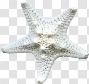 Starfish Icon - Echinoderm Transparent PNG