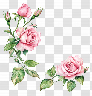 Border Rose - Beautiful Pink Roses With Buds And Leaves Transparent PNG