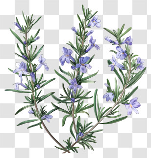 Rosemary Flower - Rosemary Herb Branch With Flowers Transparent PNG