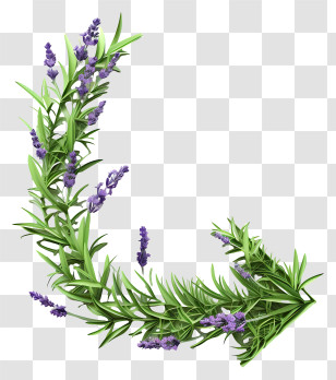 Flowers - Lavender Branch Illustration Transparent PNG