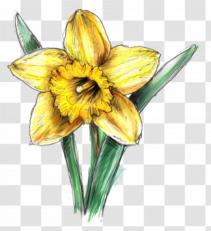 Yellow Daffodil - Yellow Daffodil For Spring Gardens Transparent PNG