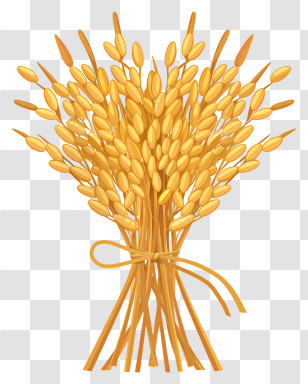 Sheaf Of Rice - Golden Wheat Bundle Illustration Transparent PNG