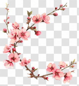 Pink Cherry Blossom Branches - Pink Cherry Blossom Branches In Spring Transparent PNG